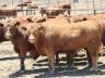 Feed costs are a substantial portion of the total costs associated with growing animals.