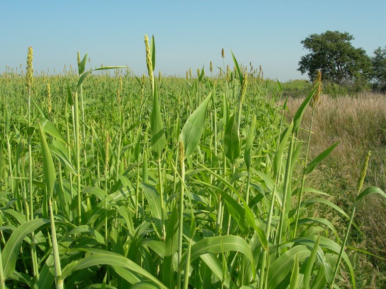Summer annual forages such as sudan grass, sorghum x sudan hybrids, pearl millet, foxtail millet, and teff are all options for producing additional forage. 