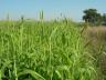 Summer annual forages such as sudan grass, sorghum x sudan hybrids, pearl millet, foxtail millet and teff are all options for producing additional forage. 