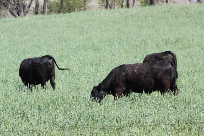 How do you handle pastures that grow too fast?