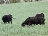 Cows grazing rye.