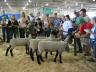 Youth try their hand at judging beef, sheep, swine and meat goats at the 4-H/FFA Livestock Judging Contest.