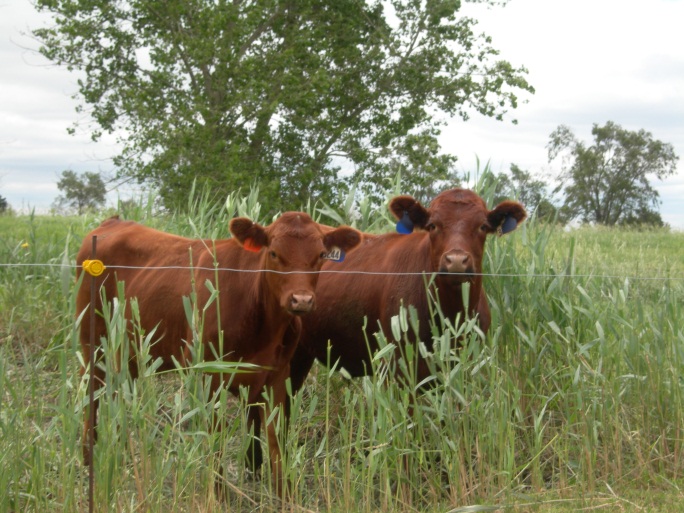 Cattle grazing phragmites.  Photo courtesy of Steve Young.