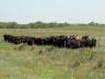 We have now entered the mid-point of summer and it is time to evaluate our pasture fly control efforts.