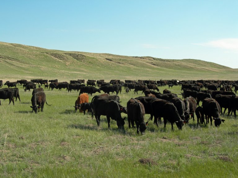 The livestock industry has been a significant economic and cultural part of Nebraska history.  Photo courtesy of Troy Walz.