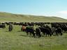 The livestock industry has been a significant economic and cultural part of Nebraska history.
