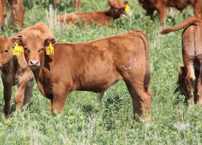 Early weaning of calves is one tool used by cow-calf producers to maximize profits.  Photo courtesy of Troy Walz.