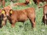 Early weaning of calves is one tool used by cow-calf producers to maximize profits.