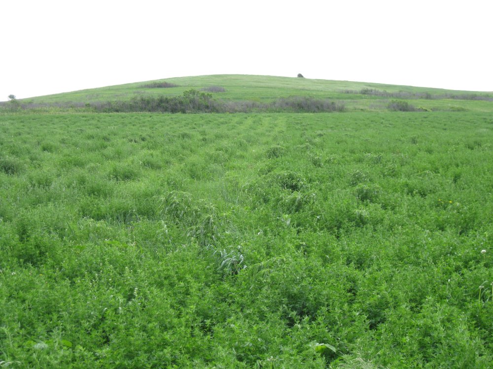 Utilizing CRP for grazing provides both some challenges and opportunities.  Photo courtesy of Ethan Teter.