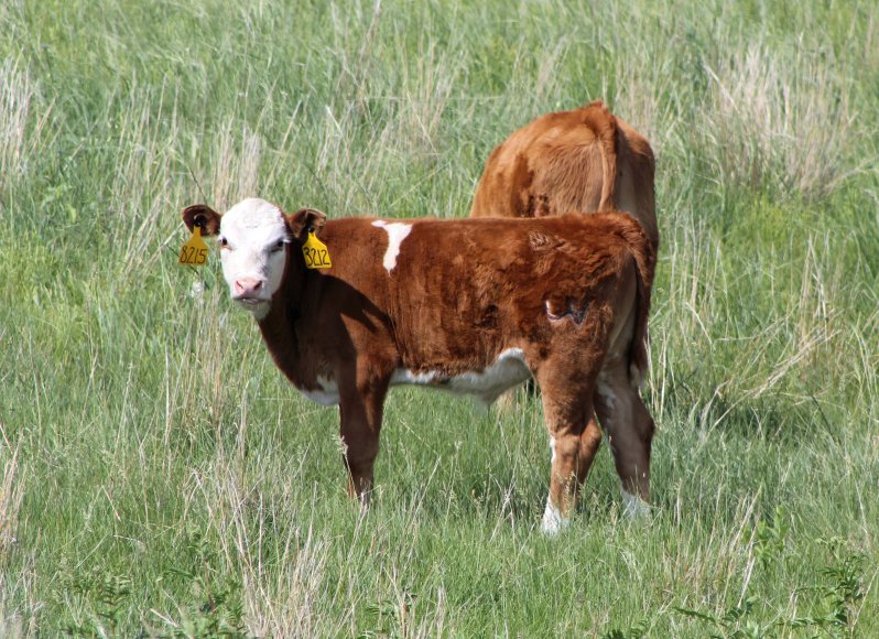 Fenceline weaning is a way to lower the stress of weaning.  Photo courtesy of Troy Walz.