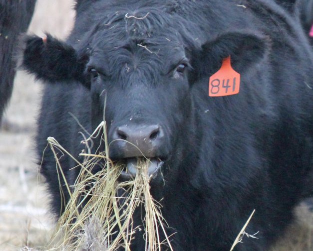 Winter feed represents the largest single cost on a cow-calf operation. Photo courtesy of Troy Walz.