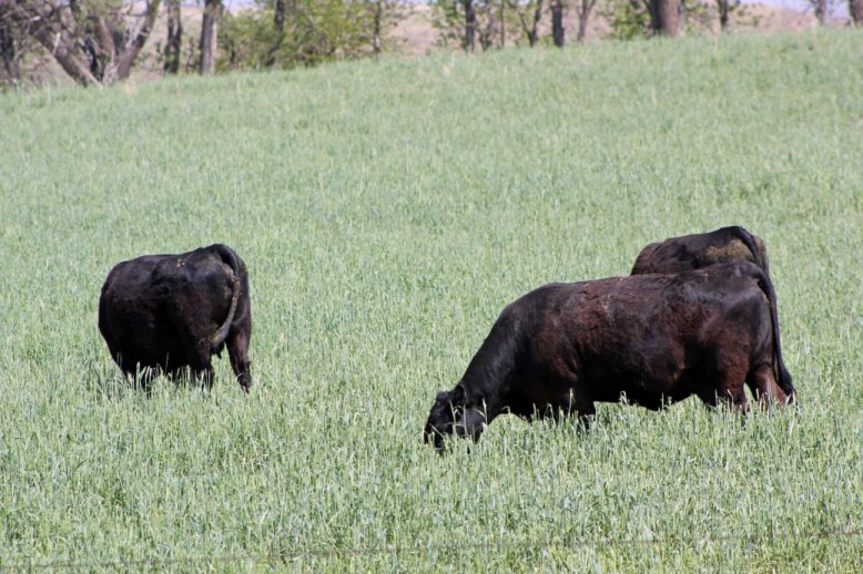 Rye is your best choice for the earliest pasture possible.  Photo courtesy of Troy Walz.