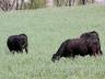 Rye is your best choice for the earliest pasture possible.  Photo courtesy of Troy Walz.