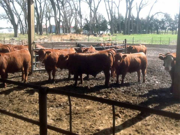 Beef producers are committed to producing a high quality, safe and wholesome beef product.  Photo courtesy of Lindsay Chichester.