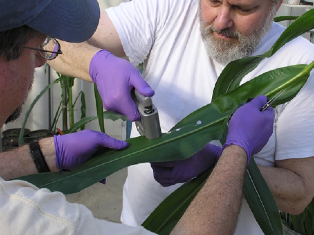 Zygielbaum (right) with Davy Scoby, research technologist, preparing to measure the amount of water in corn leaves. (Courtesy photo)