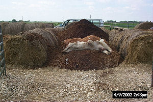 Temporary bin composting (Source: www.eXtension.org)