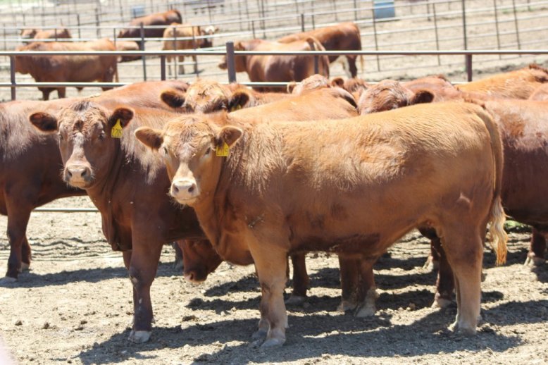  An appropriate Herd Health Plan/Protocol ensures all cattle are raised with good health management practices.  Photo courtesy of Troy Walz.