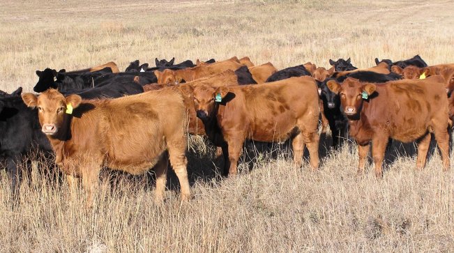 Producers should strive for systems that optimize replacement heifer development costs, timely pregnancies, and cow herd longevity.  Photo courtesy of Rick Funston.