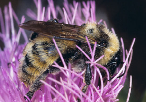 Bombus pensylvanicus, a threatened North American bumble bee