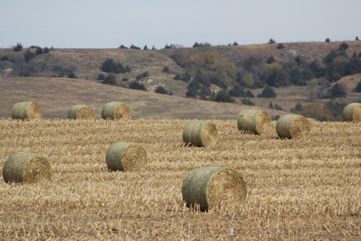 What are corn stalk bales worth as a feed?  Photo courtesy of Troy Walz.