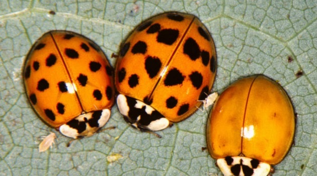 Asian lady beetles