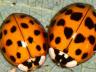 Asian lady beetles