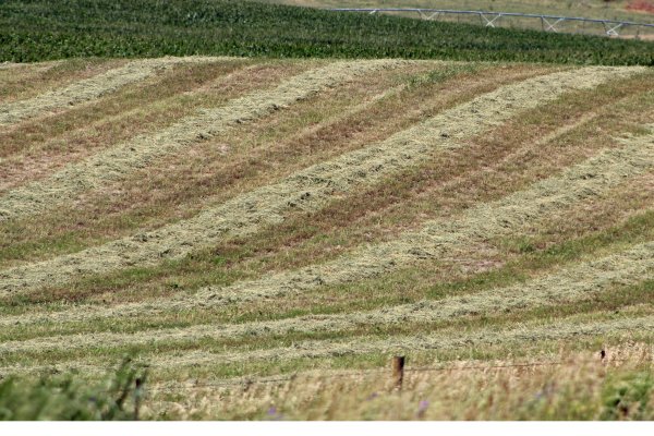 High quality alfalfa hay is in short supply this year.  Photo courtesy of Troy Walz.