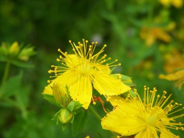 One of the 56 non-native plant species evaluated with the I-Rank assessment, Common St Johns Wort (Hypericum perforatum).