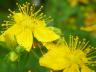 One of the 56 non-native plant species evaluated with the I-Rank assessment, Common St Johns Wort (Hypericum perforatum).