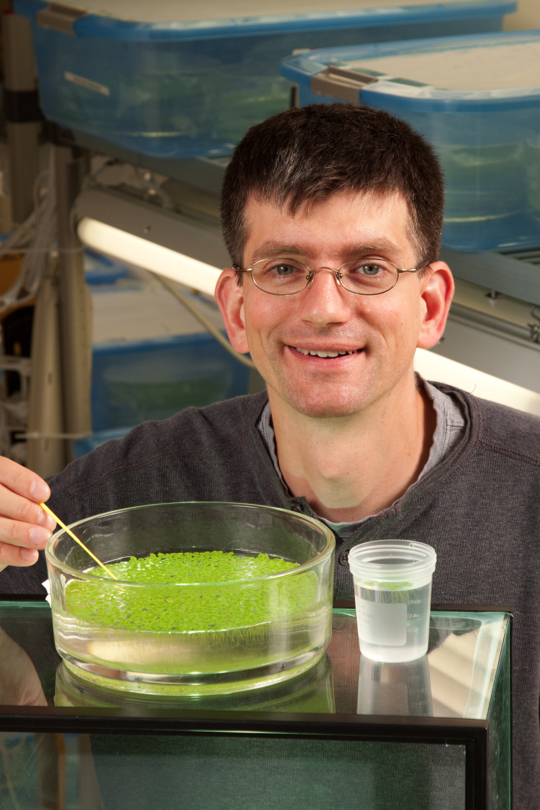 Chad Brassil, assistant professor of biological sciences, earned a five-year, $531,141 Faculty Early Career Development award from the NSF.