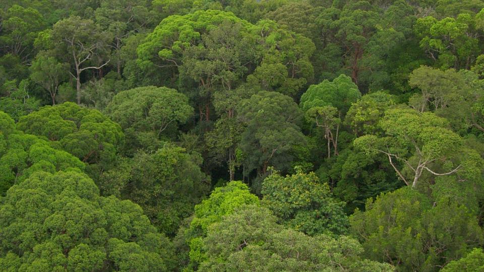 A Bornean rain forest with massive trees.  A study co-authored by UNL's Sabrina Russo reports that trees never stop growing and that the growth rate accelerates as trees age.