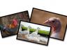 Poultry Calendar Photography Contest