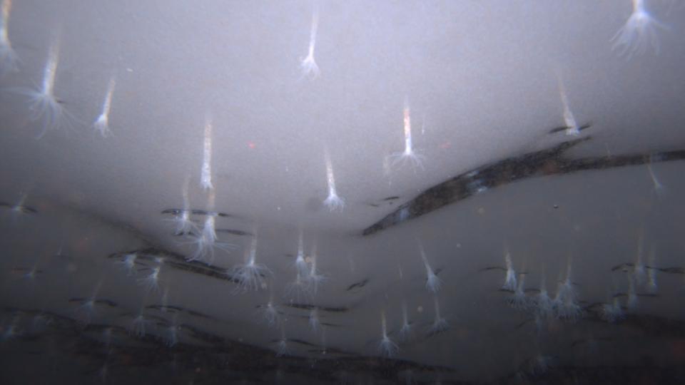 In an underwater image captured by the robot, Edwardsiella andrillae anemones protrude from the bottom surface of the Ross Ice Shelf.  They glow in the camera's light.  Image courtesy of Frank Rack, ANDRILL Science Management Office.