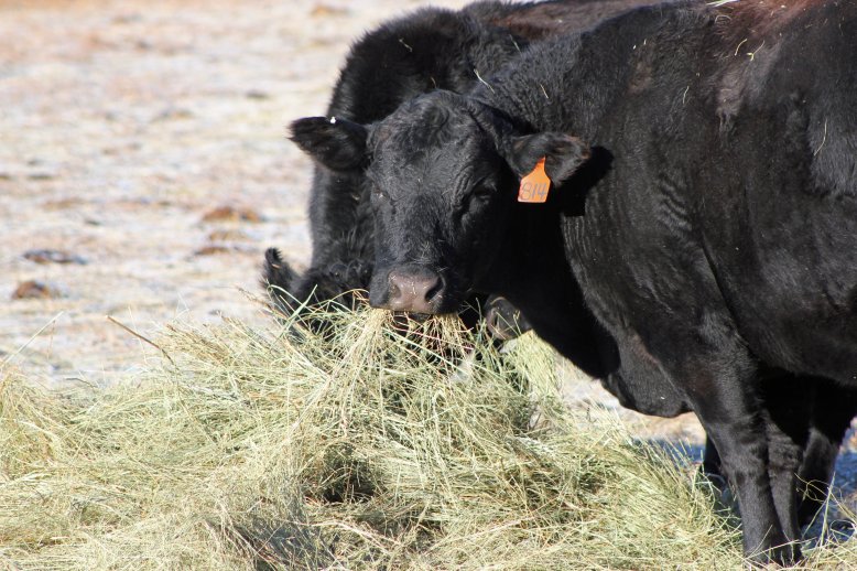 Have you ever stopped to think about what the dollar value of the nutrients in the hay are worth as fertilizer once they have been processed by the cow? Photo courtesy of Troy Walz.