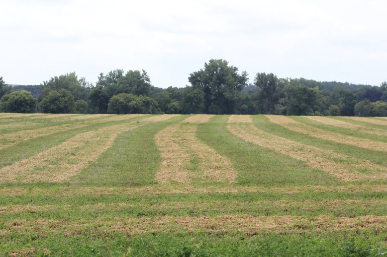 Last summer’s weather caused much hay to be baled too wet or silage chopped too dry. Photo courtesy of Troy Walz.