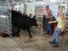 Market beef weigh-in at the 2012 Lancaster County Super Fair.