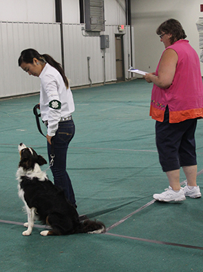 In showmanship classes, exhibitors are judged on their ability to groom and handle the dog in  the show ring.
