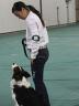 Showmanship is concerned with how well the dog is shown by the handler. 