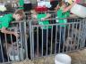 The Pick-A-Pig 4-H club is an opportunity for urban youth to be involved in a livestock project.