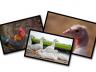 Poultry Calendar Photo Contest