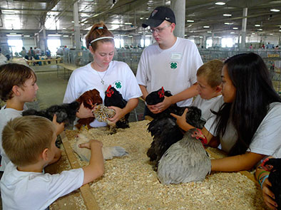 Last year at the Lancaster County Super Fair was the first time 4-H'ers brought their poultry to a table for judging instead of the judge going along the cages to judge the birds.