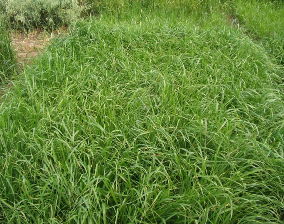 Ryegrasses are very palatable, high quality forage grasses.  Photo courtesy of Bruce Anderson.