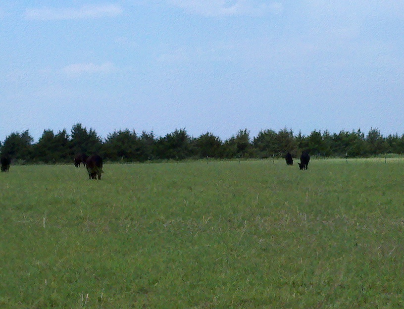 Spring planted forage cocktails can be a source of grazing for beef cattle.  Photo courtesy of Karla Jenkins.