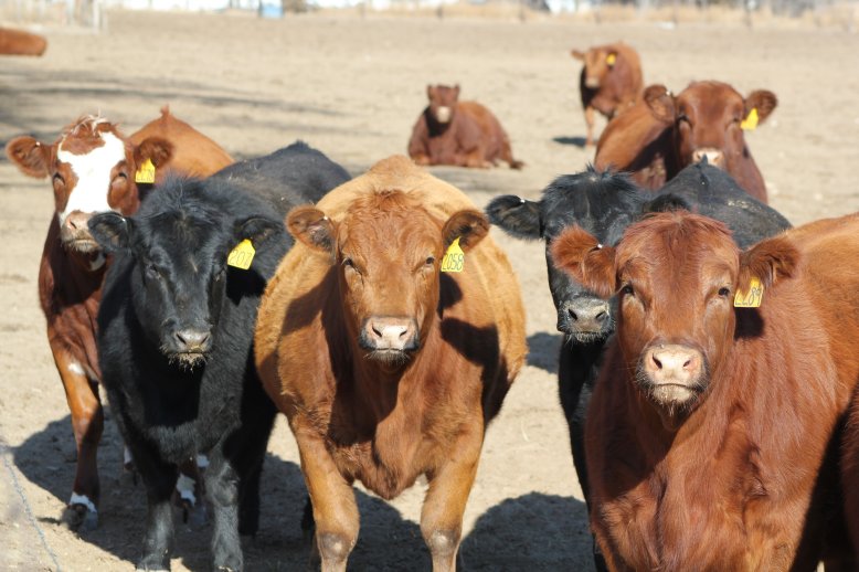 The key elements of the audits include: BQA Training, site assessment, daily observation, facilities, animal handling/care, and process of euthanasia.  Photo courtesy of Troy Walz.