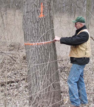 Forester Dennis Adams measures the diameter of a tree at Horning Farm near Plattsmouth, one of the black walnut trees in the timber production and growth study.