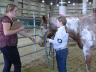 The Nebraska 4-H Horse Program horsemanship advancement levels are designed to serve as guides for instruction and evaluation of each members progress. The correct handling of horses is emphasized from the beginning level to the most advanced level.