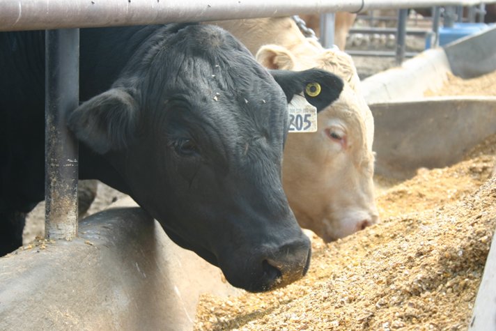 2014 Beef Feedlot Roundtable Webinars Are Now Available On-line.  Photo courtesy of Matt Leubbe.