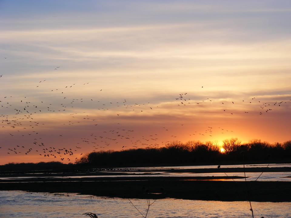 Sandhill cranes fly above the Platte River near Kearney, Neb. on March 14. (Courtesy photo)