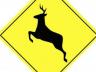 deer-warning-road-sign.jpg