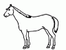 Draw your horses markings as accurately as you can. Also, be sure and indicate the horse’s color on the drawing. 